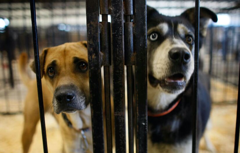 Dog exploring new city